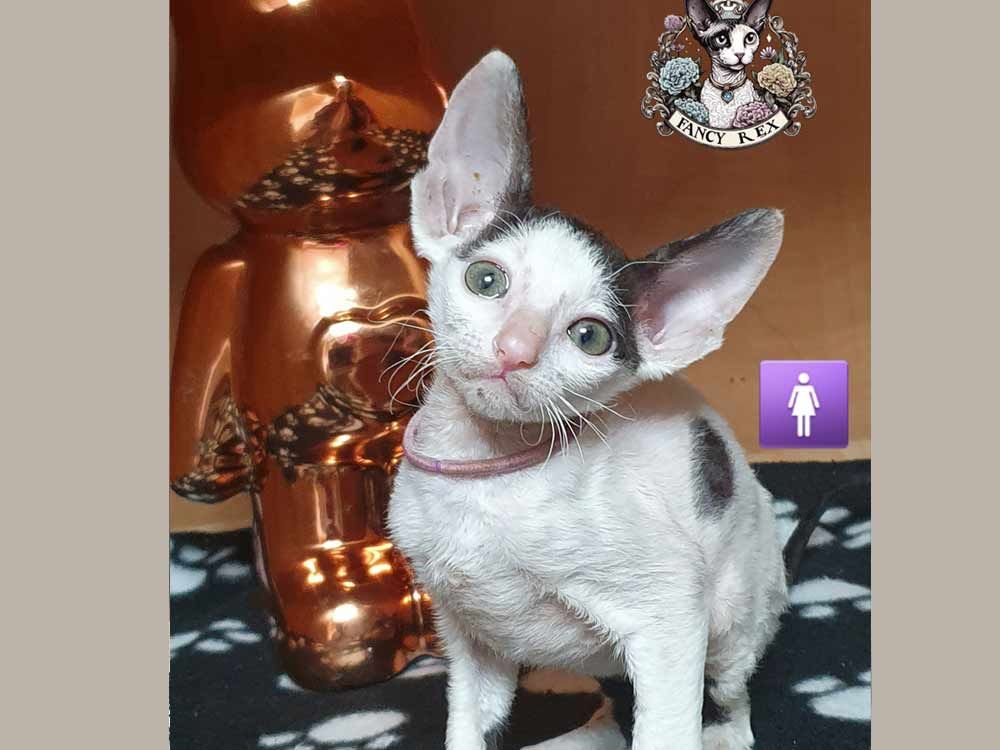 Котята Fancy Rex Caitie