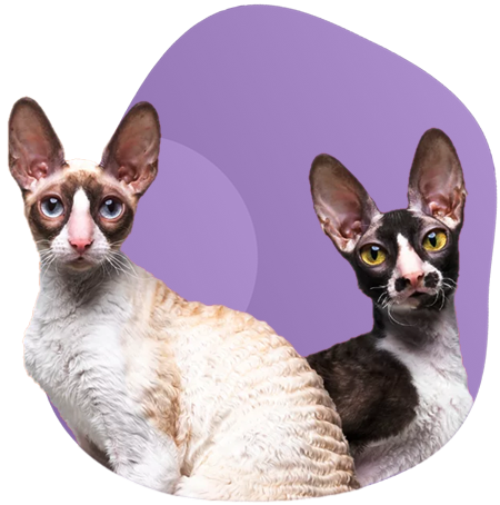 Кошки породы Корниш рекс