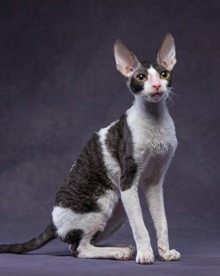 CH ASC Fancy Rex Matilda