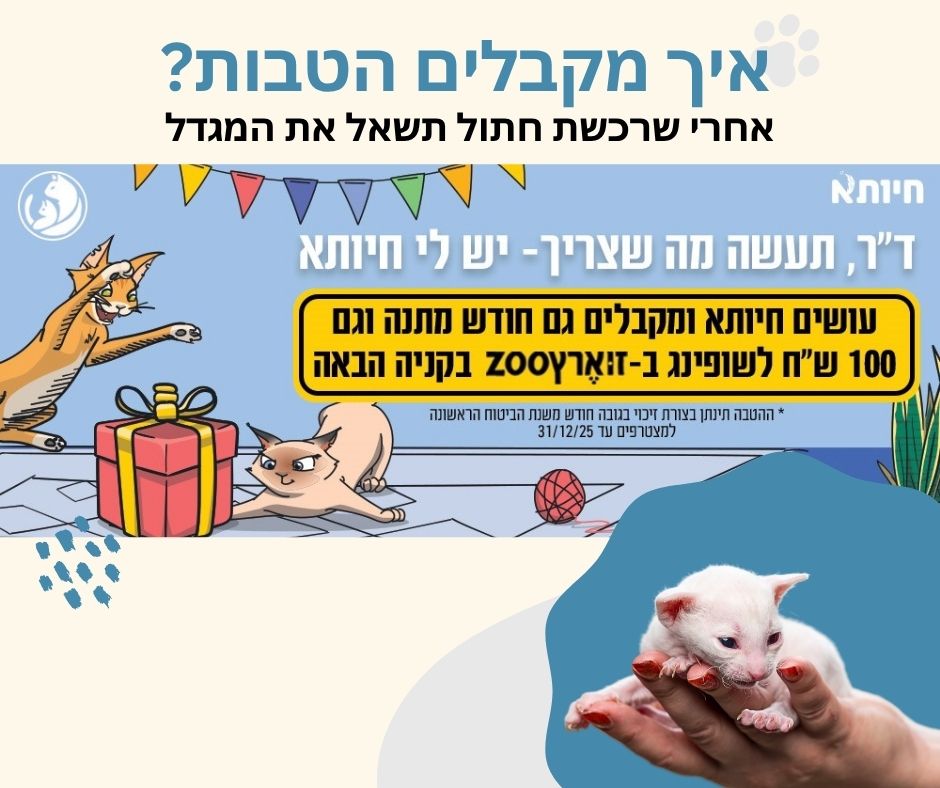 ביטוח לחתולים גזעיים