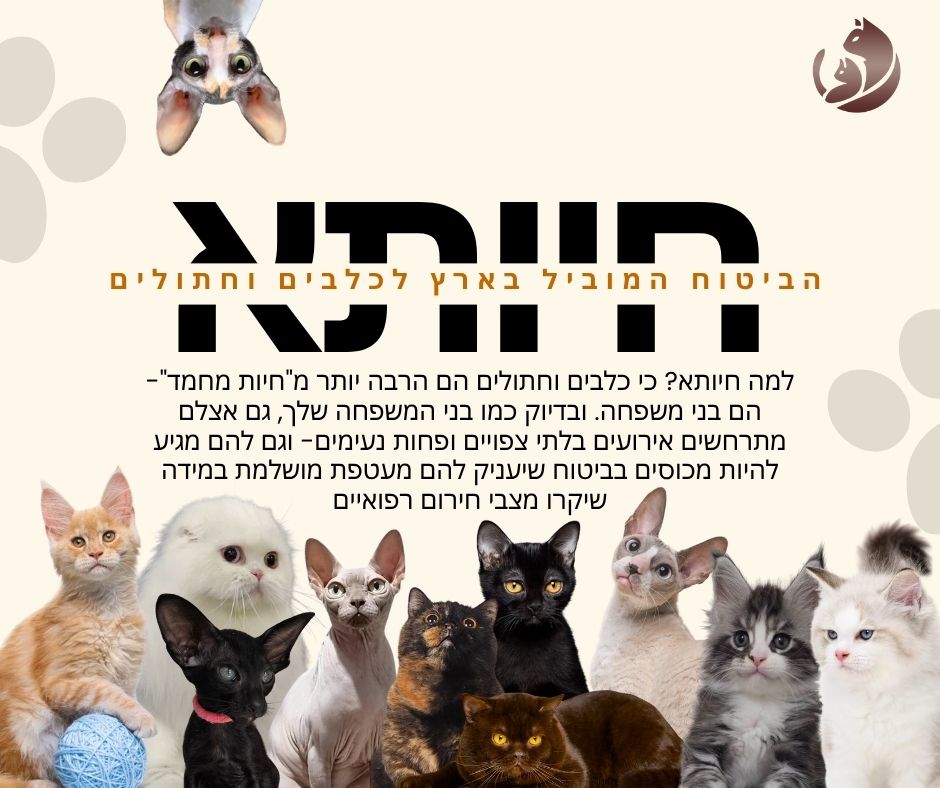 ביטוח חתולים
