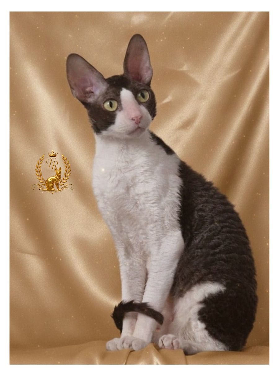 CH TICA, GCH ASC Fancy Rex Clara - 4 ГОДА