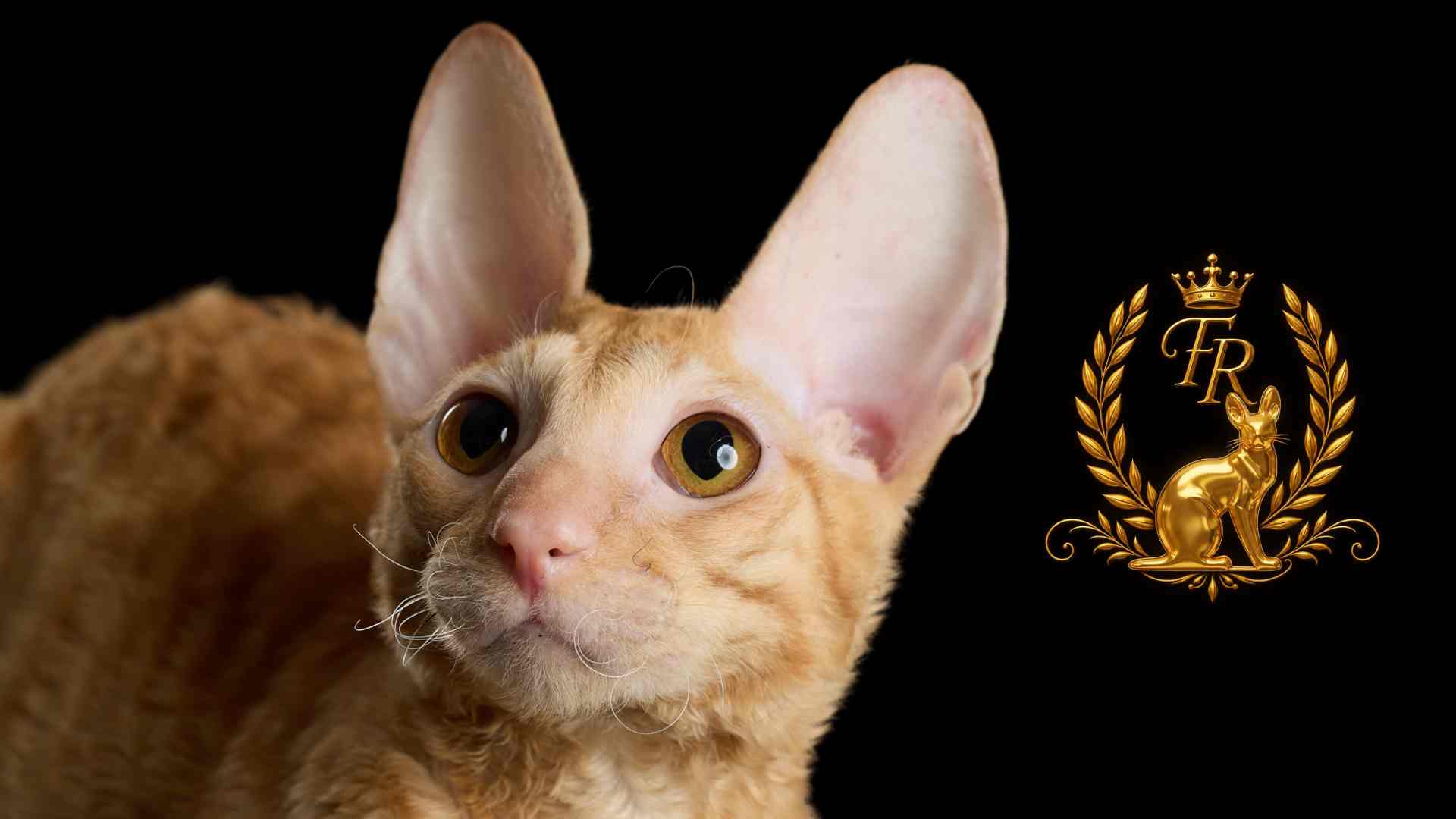 Корниш-рекс — кошка-компаньон