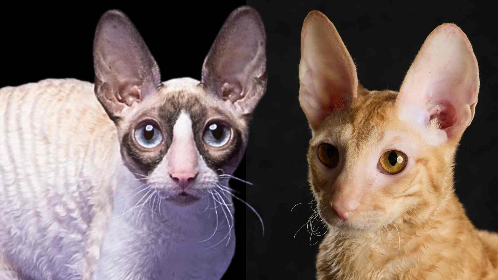 Корниш-рекс — общее описание