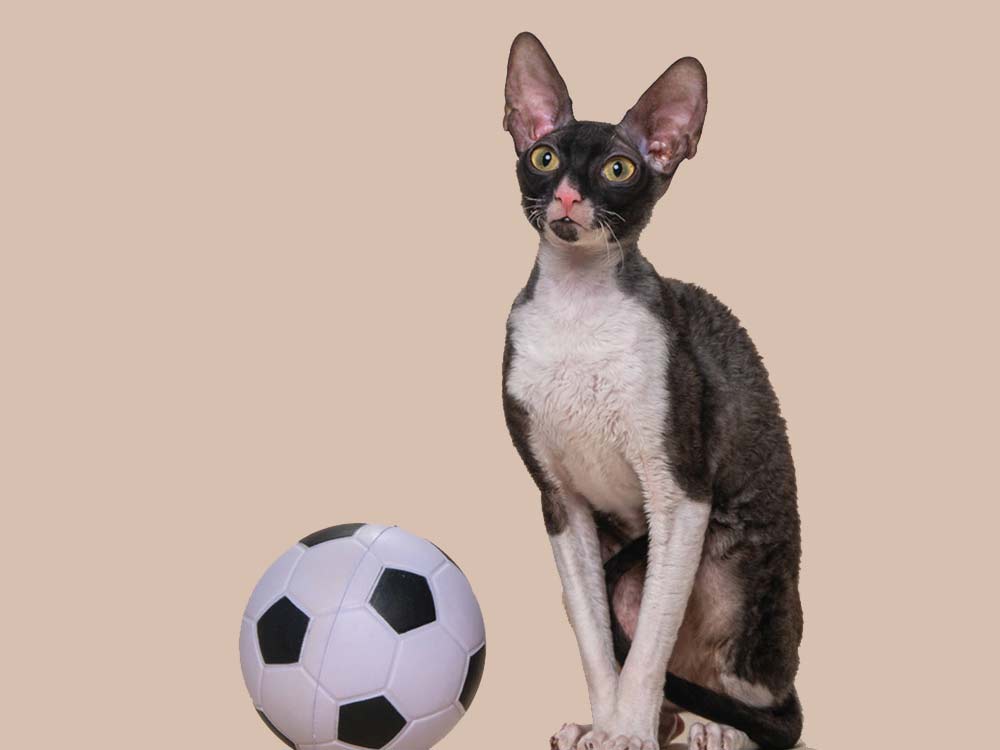 Кошка Fancy Dalida