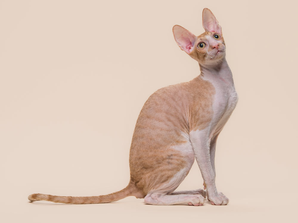 кот Fancy Rex Fiere Show Spark