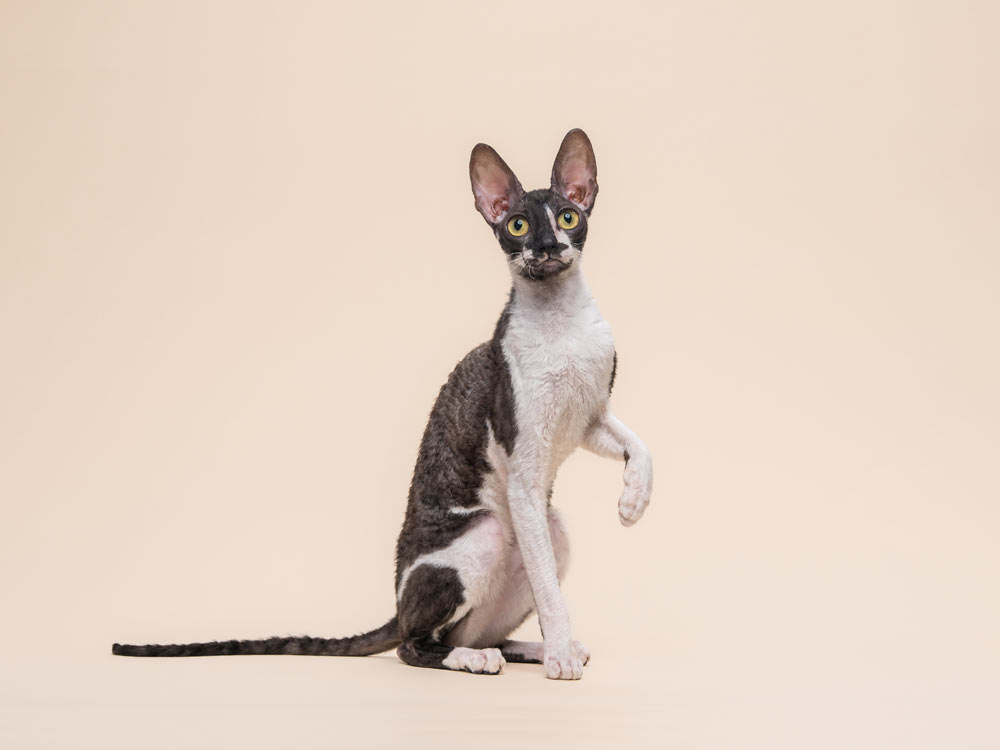 Кошка CH ASC GCH TICA Fancy Rex Anfissa