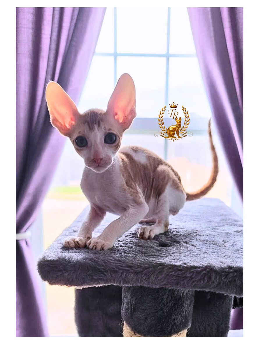 Fancy Rex Wally, мальчик, D/B 13.05.2026 - 9,000 ש"ח