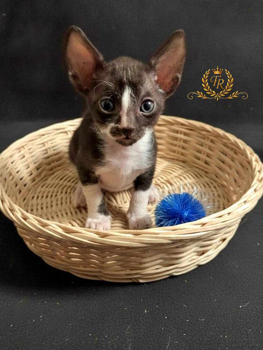 Fancy Rex Tutty, female,  d.b.-28.04.2026 - 6,000  ש"ח