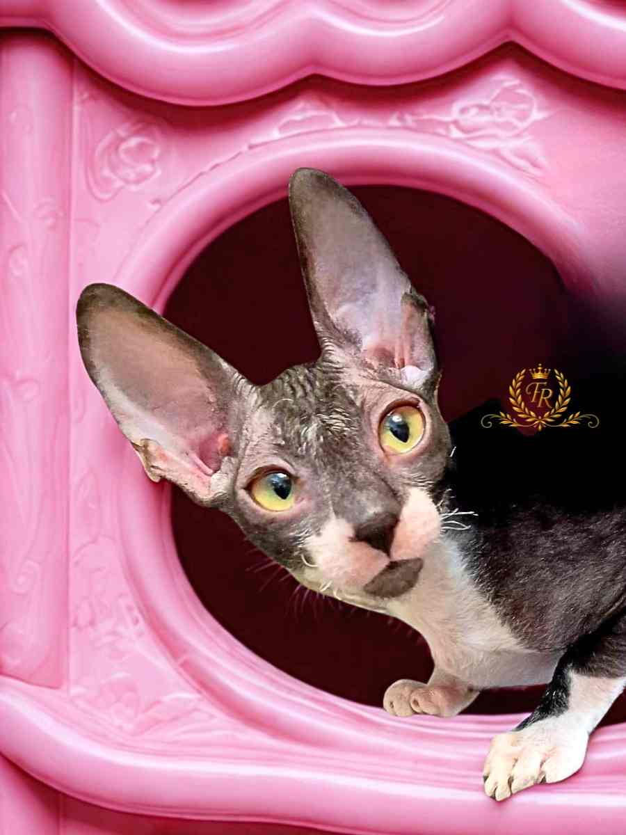 Fancy Rex Businka - female 5 month 7,000 ש"ח