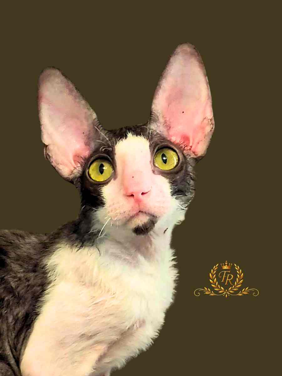 Fancy Rex Isabel female 5 months old  - 7,000 ש"ח