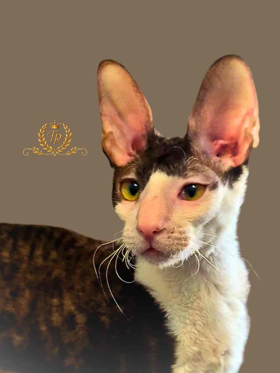 Fancy Rex Perlina female 5 months old - 8,000  ש"ח