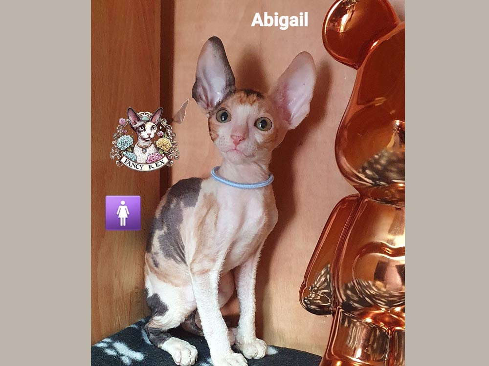 Котята Fancy Rex Abigail 🇮🇱