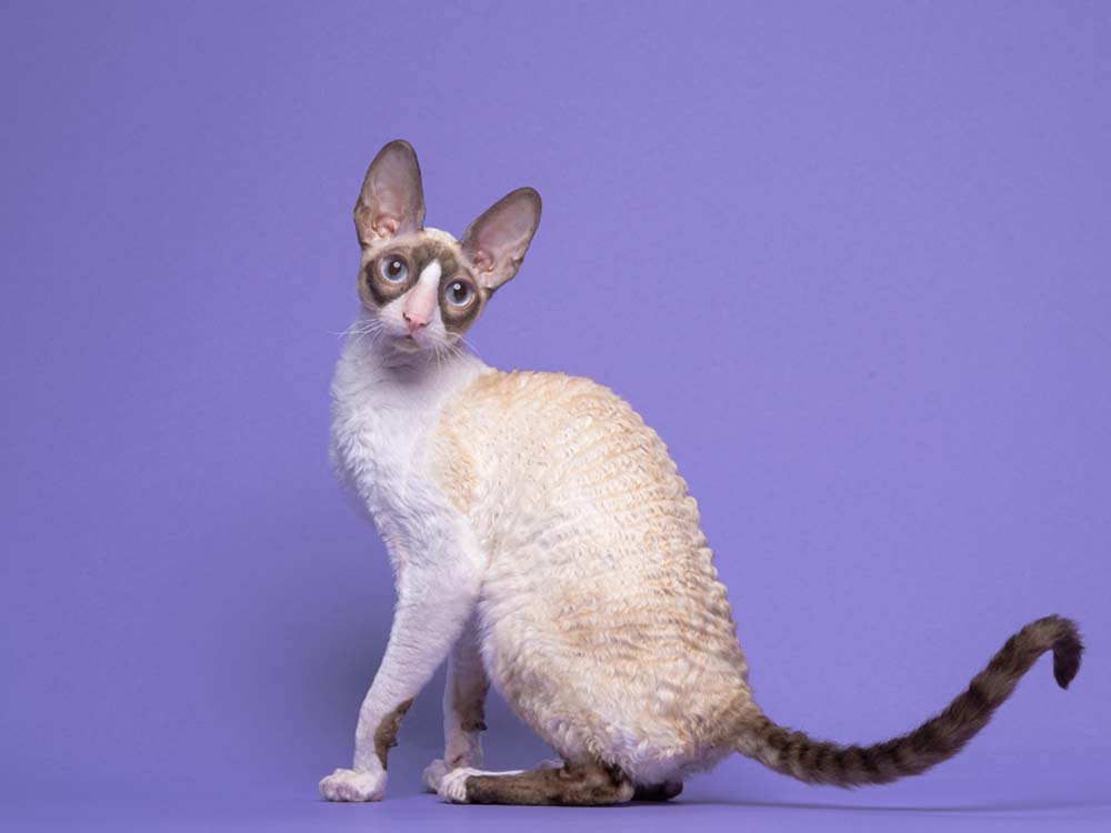 Кошка Rex Graceful Afrodita of Fancy Rex