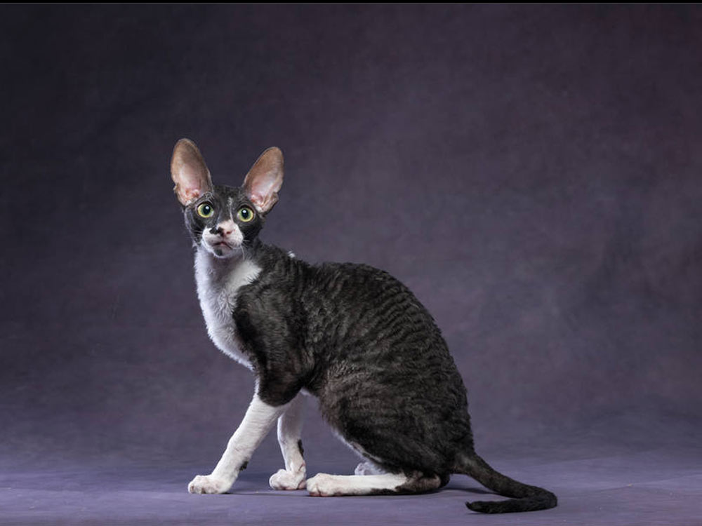 Кот CH TICA MagicSanrise Iulius Ceisar