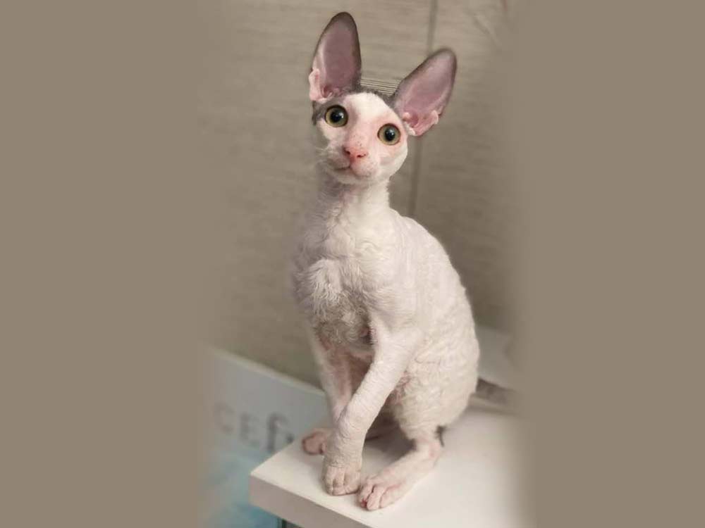 Кот Rex Graceful Laurel of Fancy Rex