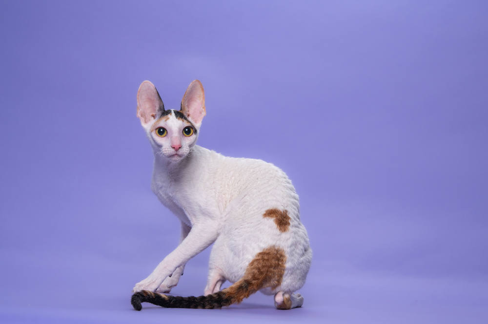 Кошка CH TICA. CH ASC Rexkwizit Madelene of Fancy Rex