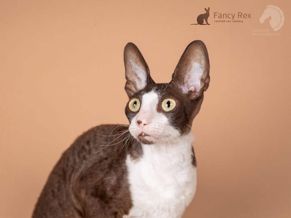 Кот Neuter, Rex Graceful Phillibert