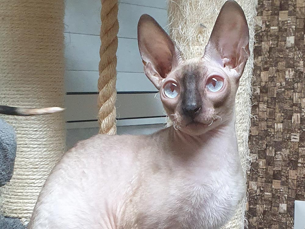 Кошка Fancy Noa