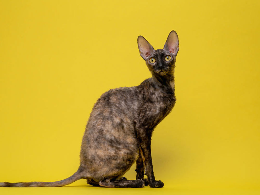 Кошка CH ASC Rex Graceful Faina of Fancy Rex