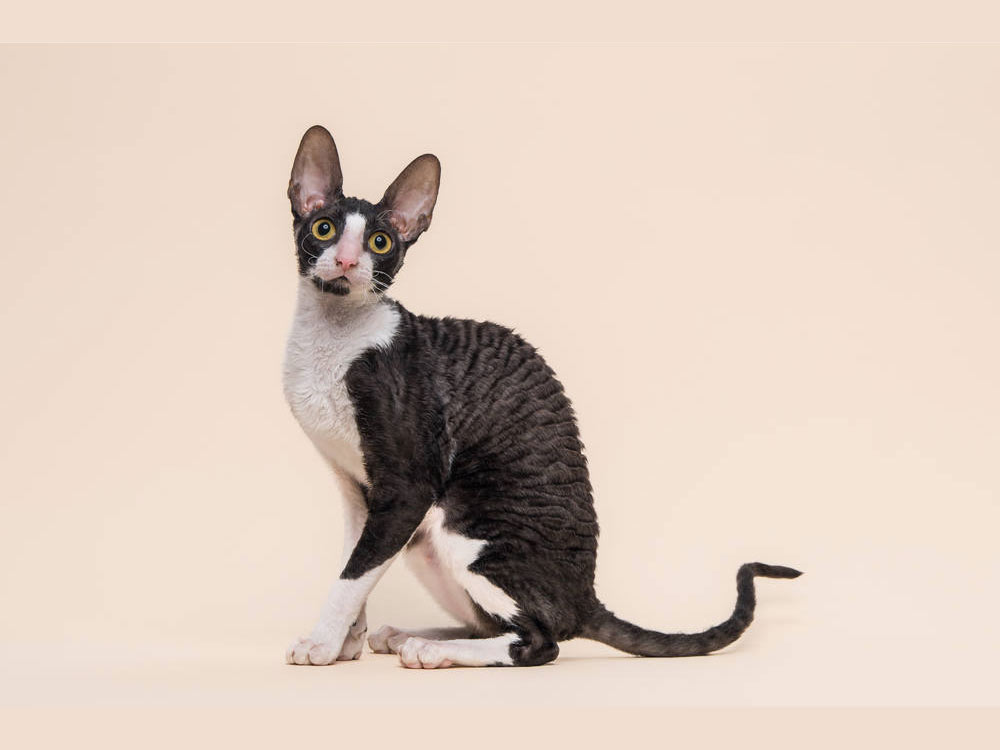 Кошка Rex Graceful Fortuna of Fancy Rex