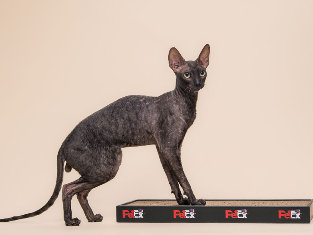 Кот CH ASC Rex Graceful Space of Fancy Rex