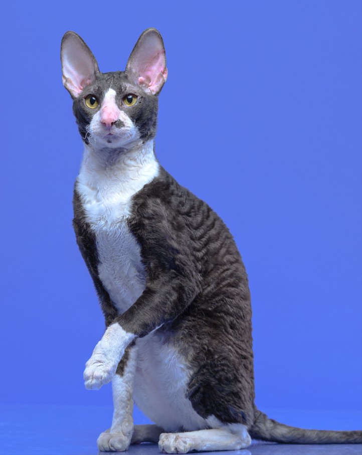 Beaconwood Riverdance of Fancy Rex