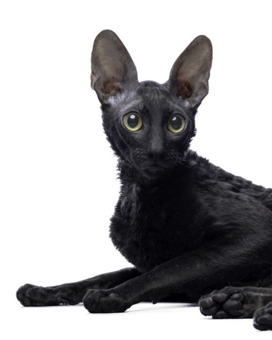 PL* Cornish Point Valentino MY