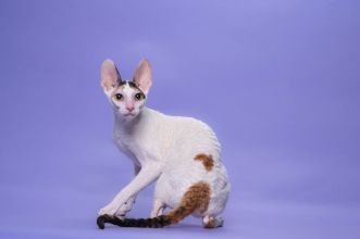 Кошка CH TICA. CH ASC Rexkwizit Madelene of Fancy Rex