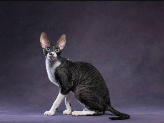 Кот CH TICA MagicSanrise Iulius Ceisar