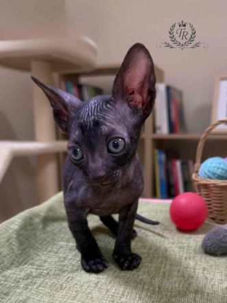 Fancy Rex Black Star, female, D.B.-7.04.2026 . 6,000 ש"ח