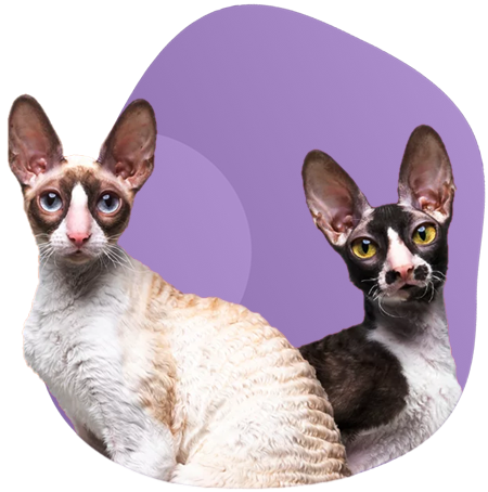 Кошки породы Корниш рекс