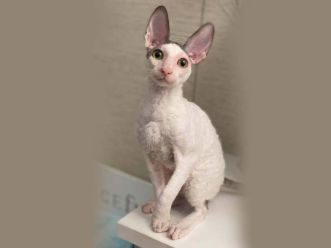 Кот Rex Graceful Laurel of Fancy Rex