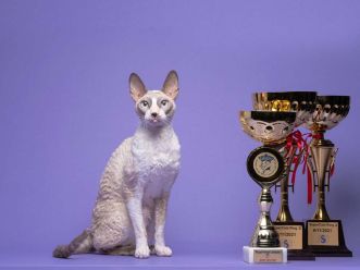 Кот Neuter, GIPR ASC QCH TICA Rex Graceful Alfredo Blue Ness