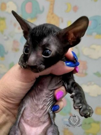Fancy Rex William, male, D.B.-13.5.2026 - 7,000 ש"ח