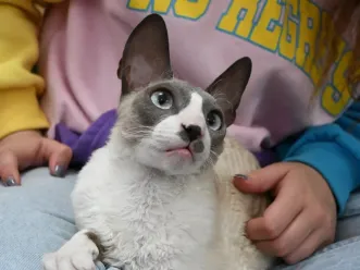 Почему Cornish Rex так сильно привязывается к человеку? ❤️