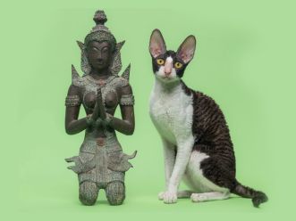 Кошка RW ASC CH TICA Fanci Rex Clara