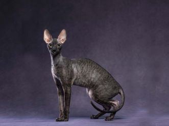 Кошка Fancy Rex Jane Eyre