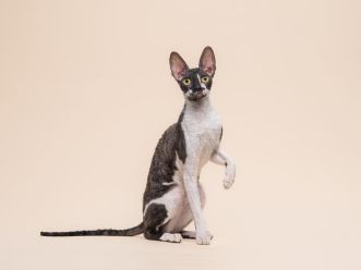 Кошка CH ASC GCH TICA Fancy Rex Anfissa