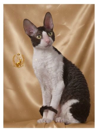 CH TICA, GCH ASC Fancy Rex Clara - 4 ГОДА