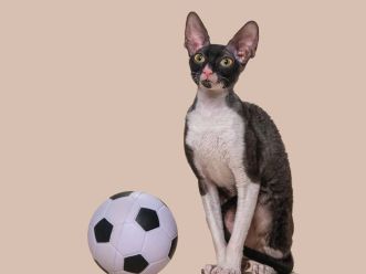 Кошка Fancy Dalida