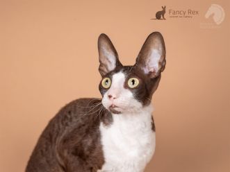 Кот Neuter, Rex Graceful Phillibert
