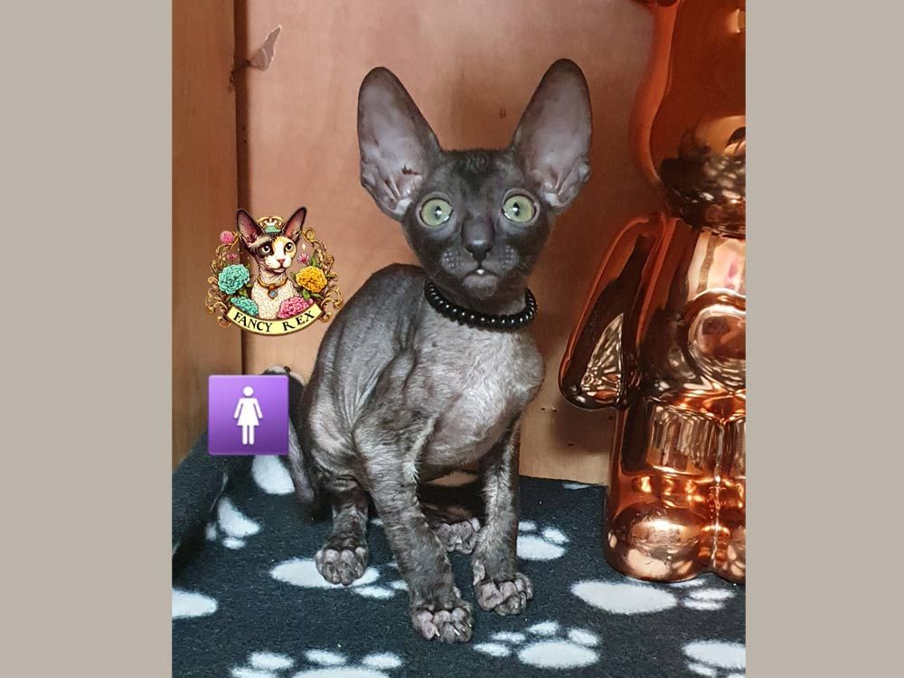 Котёнок Fancy Rex Black Magic