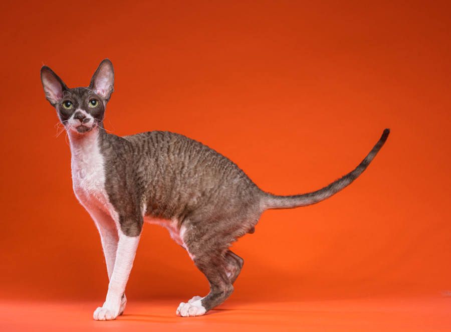 кот Fancy Rex Konstantin