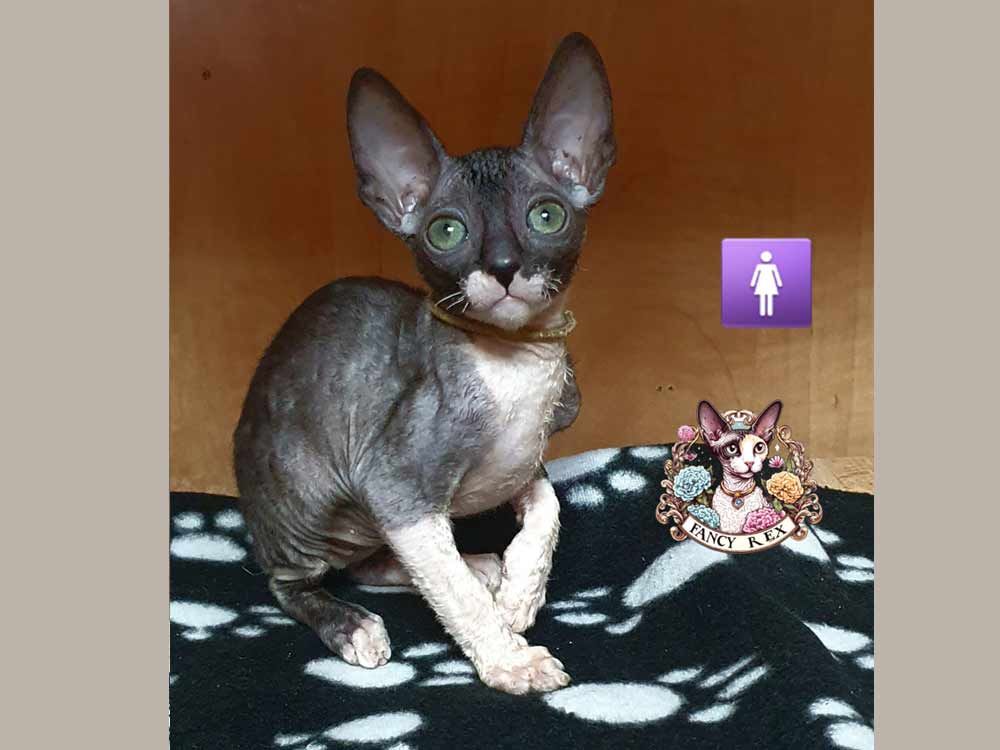 Котенок Fancy Rex Zinaida