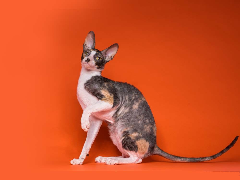 Кошка Fancy Rex Great Attire