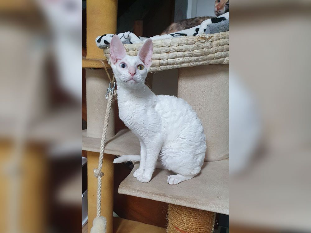 Кошка Selene Light White Orchid of Fancy rex