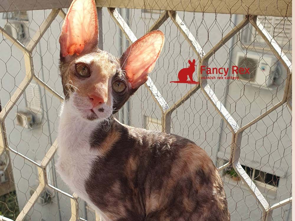 Кошка Fancy Petuniya
