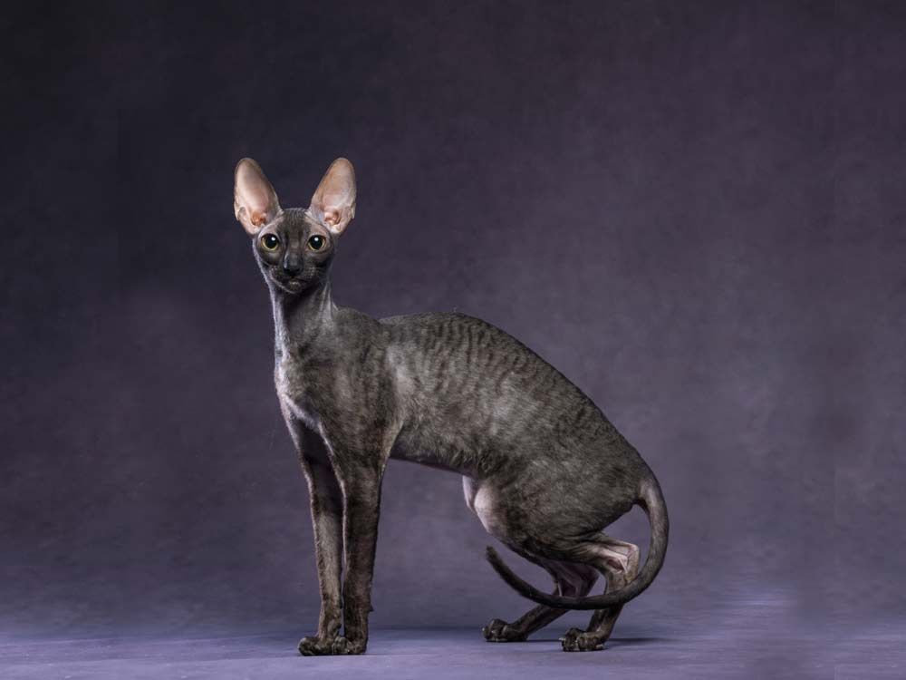 Кошка Fancy Rex Jane Eyre