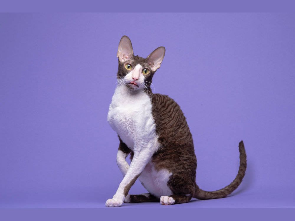 Кошка Rex Graceful Prima of Fancy Rex